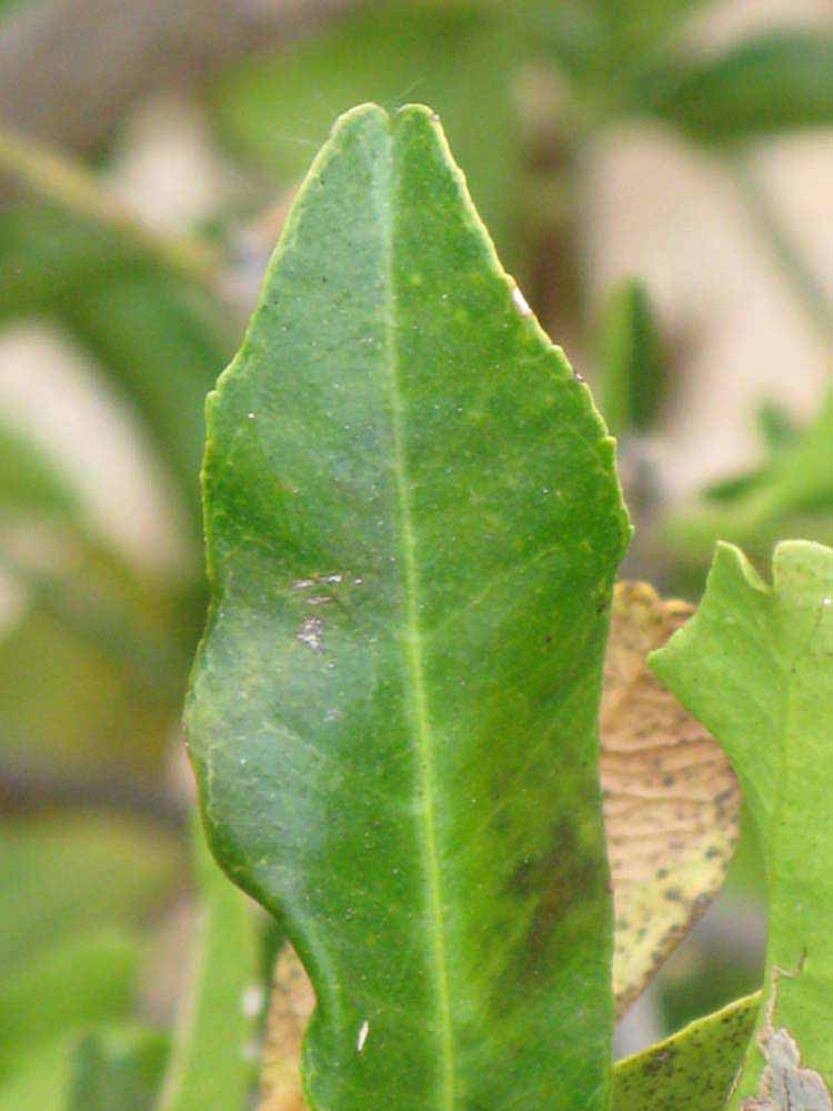              Margin (Riverside, CA)       